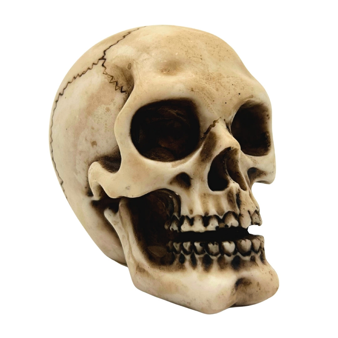 Skull Figurine Model Decoration Halloween Gadget Gift - MC-30683