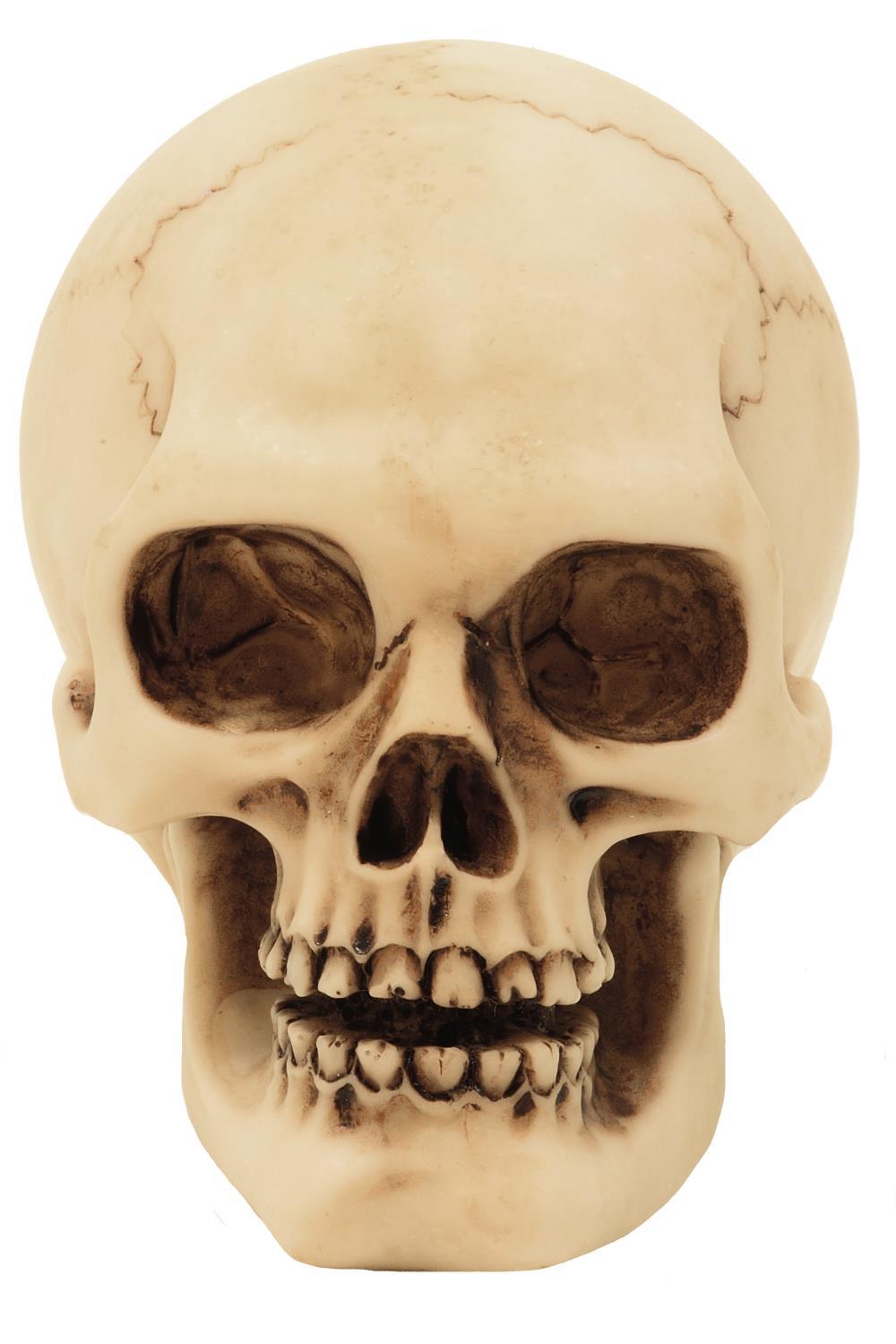 Skull Figurine Model Decoration Halloween Gadget Gift - MC-30683