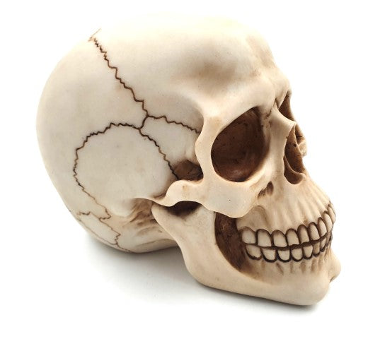 Decorative Skull Figurine 15 cm - MC-30685